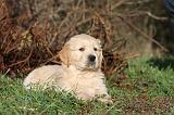 GOLDEN RETRIEVER 022